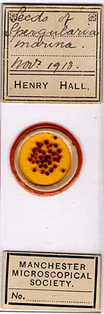 Micrscope slide circle b Micrscope slide circle b