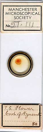 Micrscope slide g Micrscope slide g