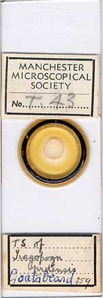 Micrscope slide h Micrscope slide h