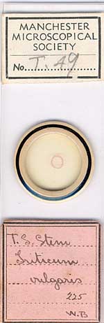 Micrscope slide i Micrscope slide i