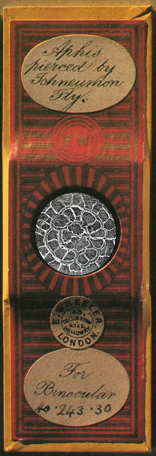 Microscope slide243_edited-3