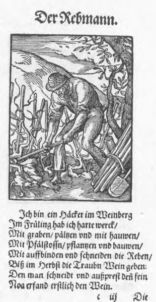 Amman vineyard Amman vineyard