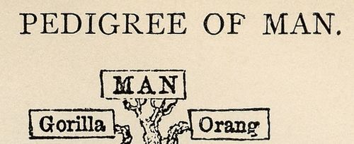 Tree_of_life_by_Haeckel det