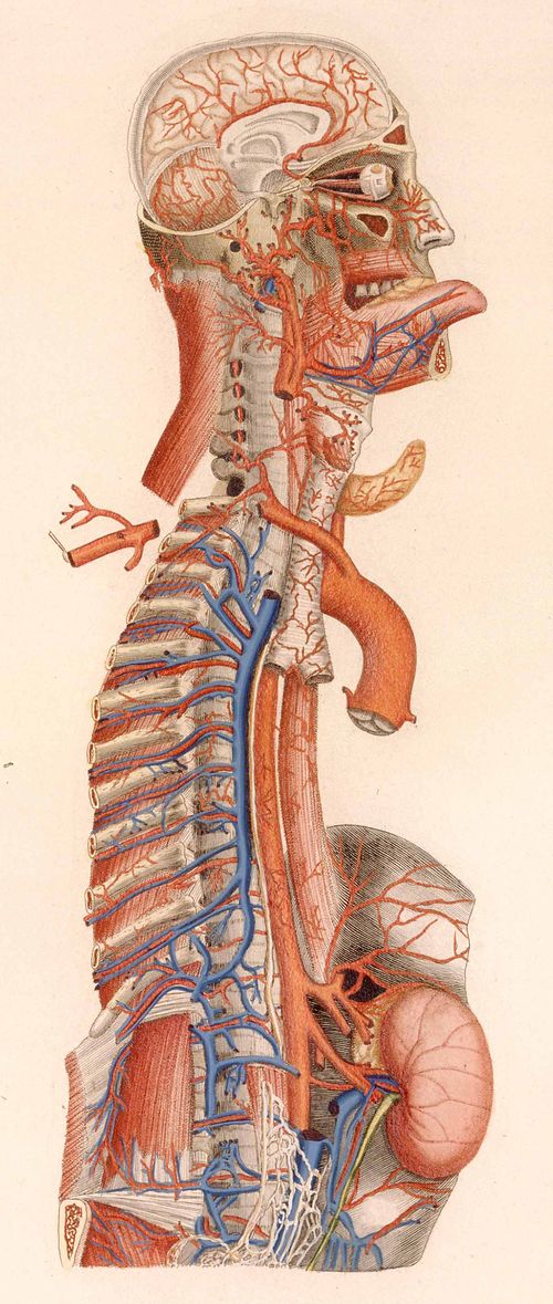 Anatomy--mascagni Anatomy--mascagni
