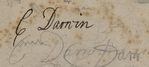 Darwin ms childhood detail Darwin ms childhood detail