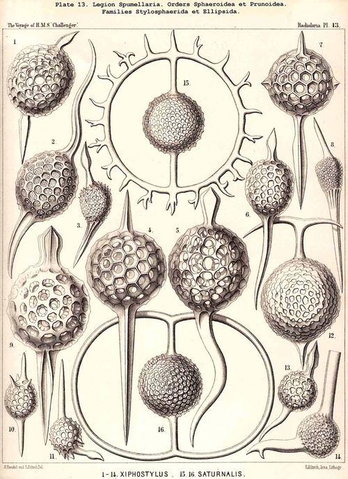 Haeckel 13
