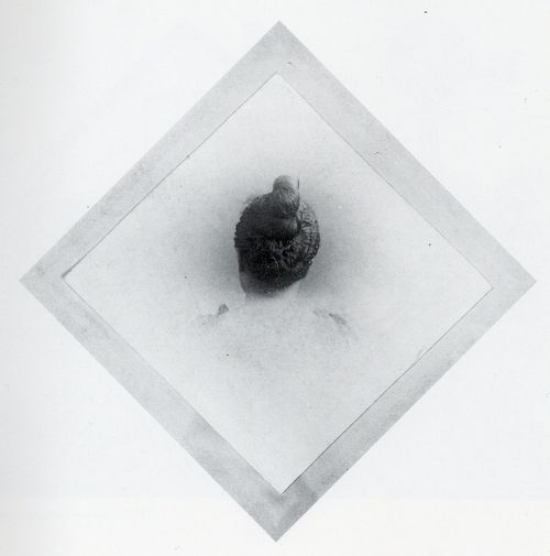 Dickens back of head Dickens back of head