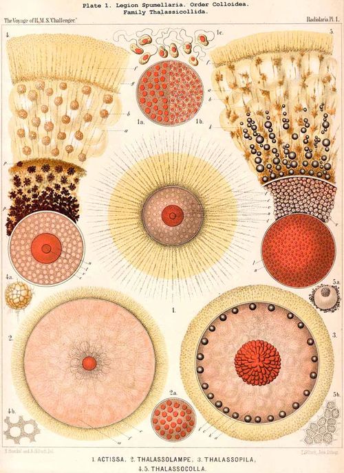 Haeckel 01
