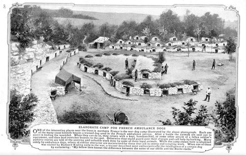 Wwi project ambulance dogs432 Wwi project ambulance dogs432