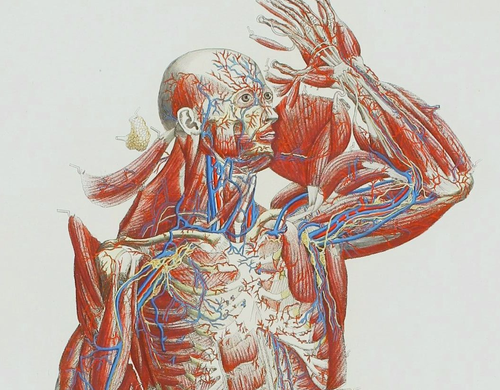 Anatomy mascagni three Anatomy mascagni three