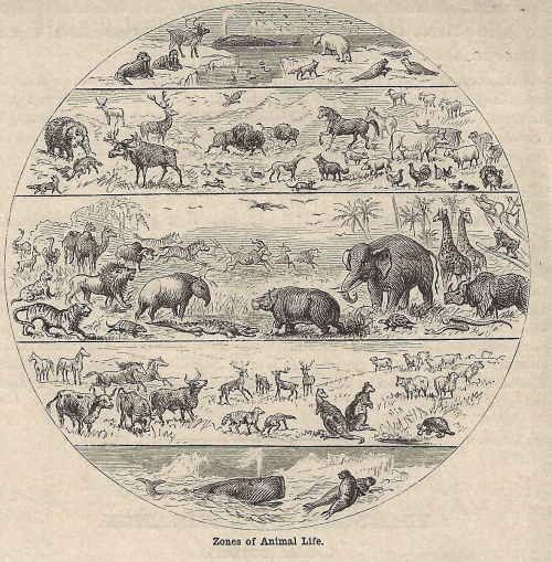 Maps zones of animal life