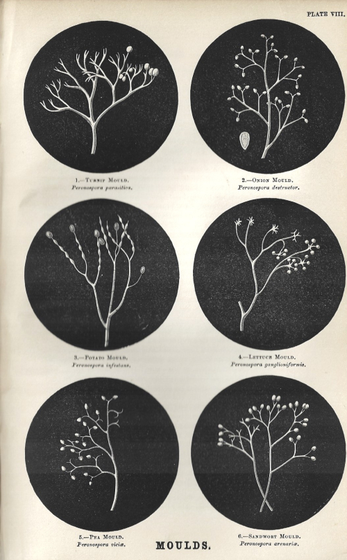 Pop Sci Rev 1864 Mould full