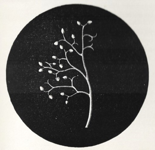 Pop Sci Rev 1864 Mould full