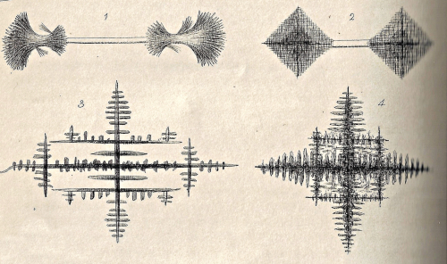Found art microscopical monthly 1869.jpg copy