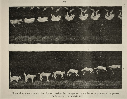 Marey cat 1894