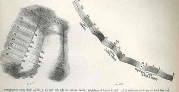 Prestogalton_closeup_2