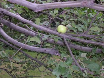 Newtons_apple_tree_at_mit