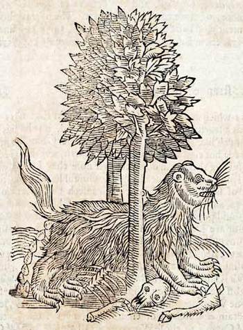 Topsellgulon_2 Topsellgulon_2