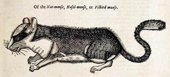 Topdellnutmouse Topdellnutmouse