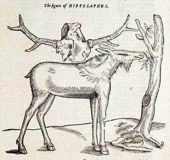 Topsellhielaphus_2 Topsellhielaphus_2