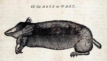 Topsellmole Topsellmole