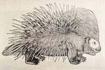 Topsellporcupine Topsellporcupine