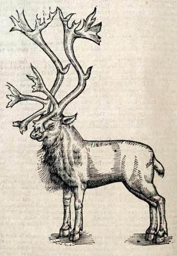 Topsellreyner Topsellreyner