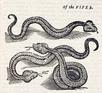 Topsellviper Topsellviper