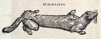 Topsellweasel Topsellweasel