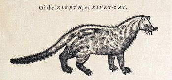 Topsellzibeth Topsellzibeth